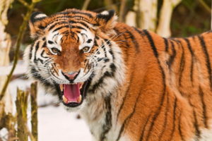 roar, Animals, Cats, Tiger, Face, Eyes, Pov, Pattern, Stripes, Wildlife, Predator
