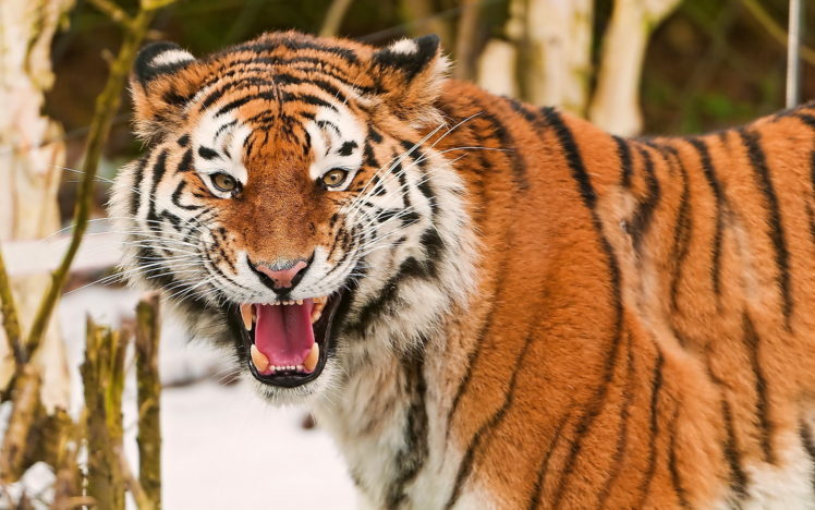 roar, Animals, Cats, Tiger, Face, Eyes, Pov, Pattern, Stripes, Wildlife, Predator HD Wallpaper Desktop Background