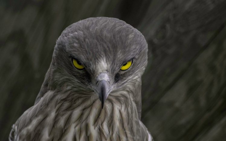 eagle, Bird, Nature, Look HD Wallpaper Desktop Background