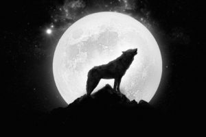 wolf, Howling,  , Full, Moon