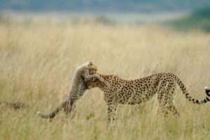 cheetah, Cats