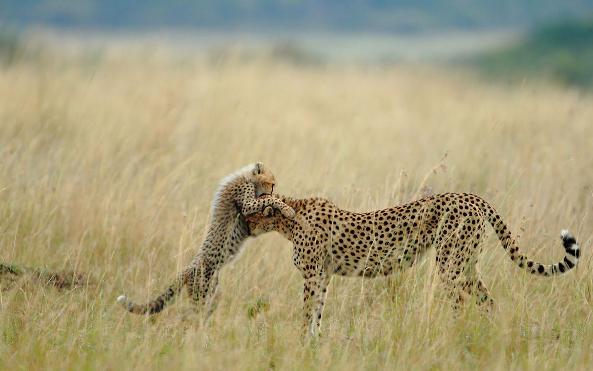 cheetah, Cats Wallpaper