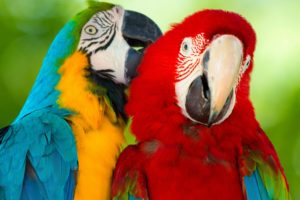 parrot, Macaw, Bird