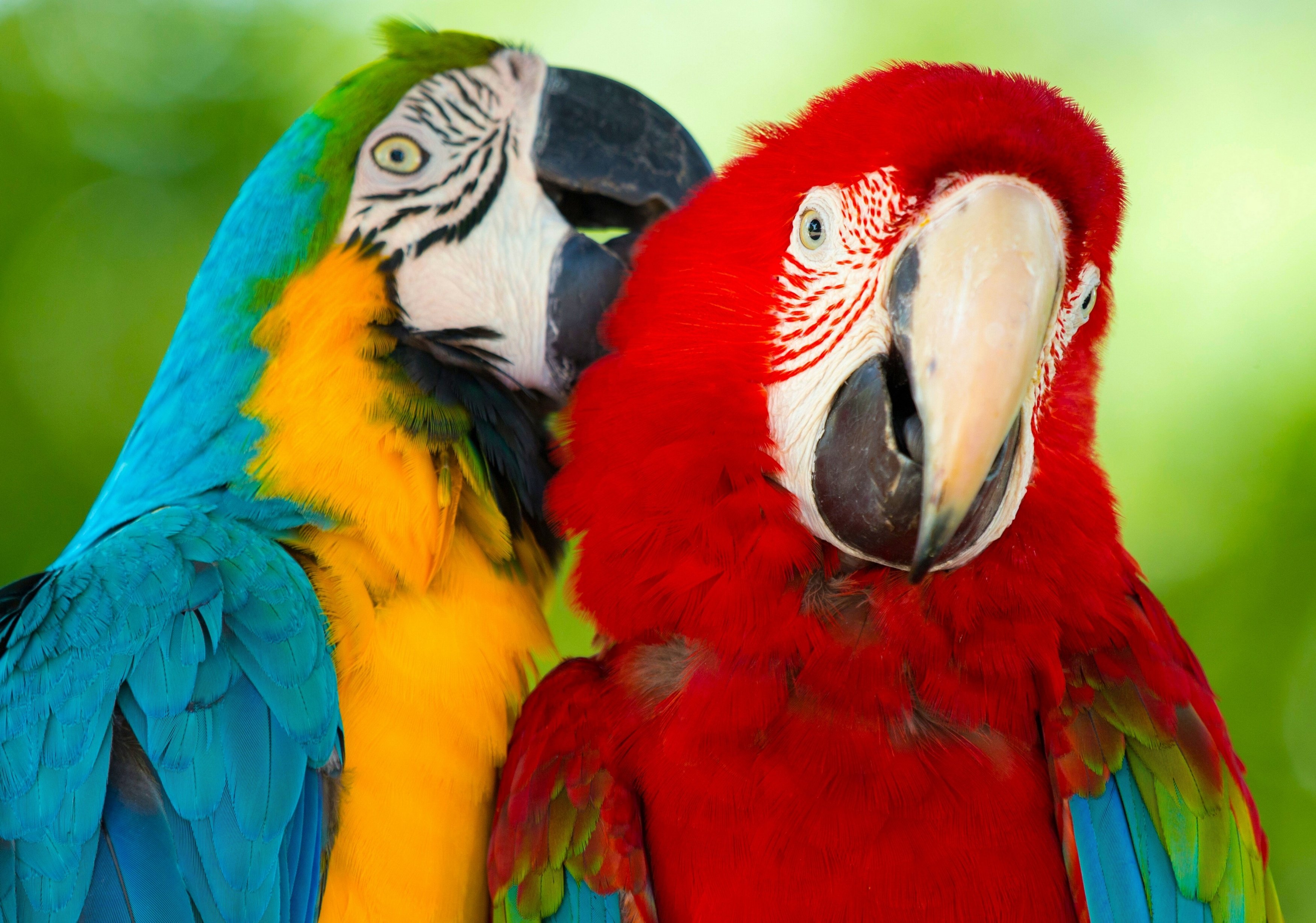 parrot, Macaw, Bird Wallpaper