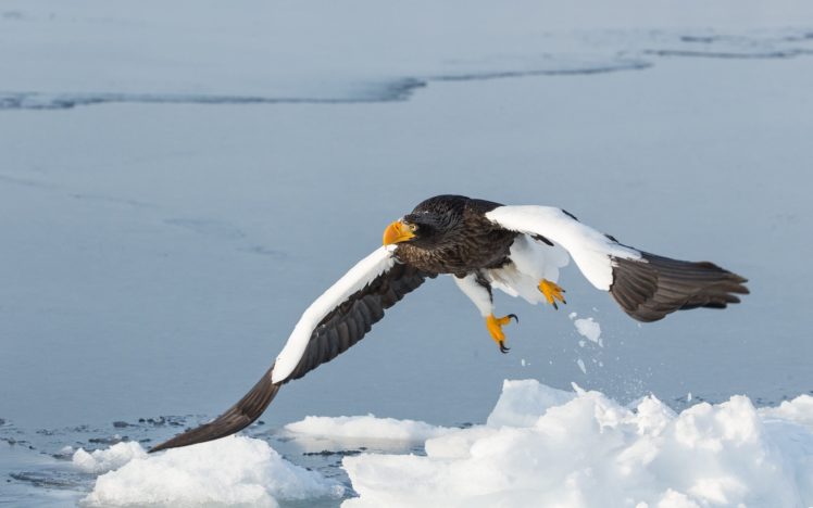 sea, Eagle, Bird, Predator, Flight, Wings, Winter HD Wallpaper Desktop Background