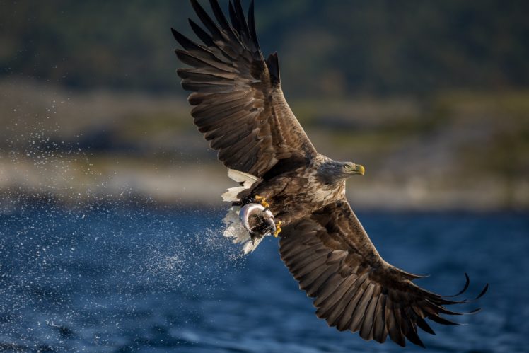 white tailed, Eagle, Hawk, Bird, Predator, Catch, Prey, Wings HD Wallpaper Desktop Background