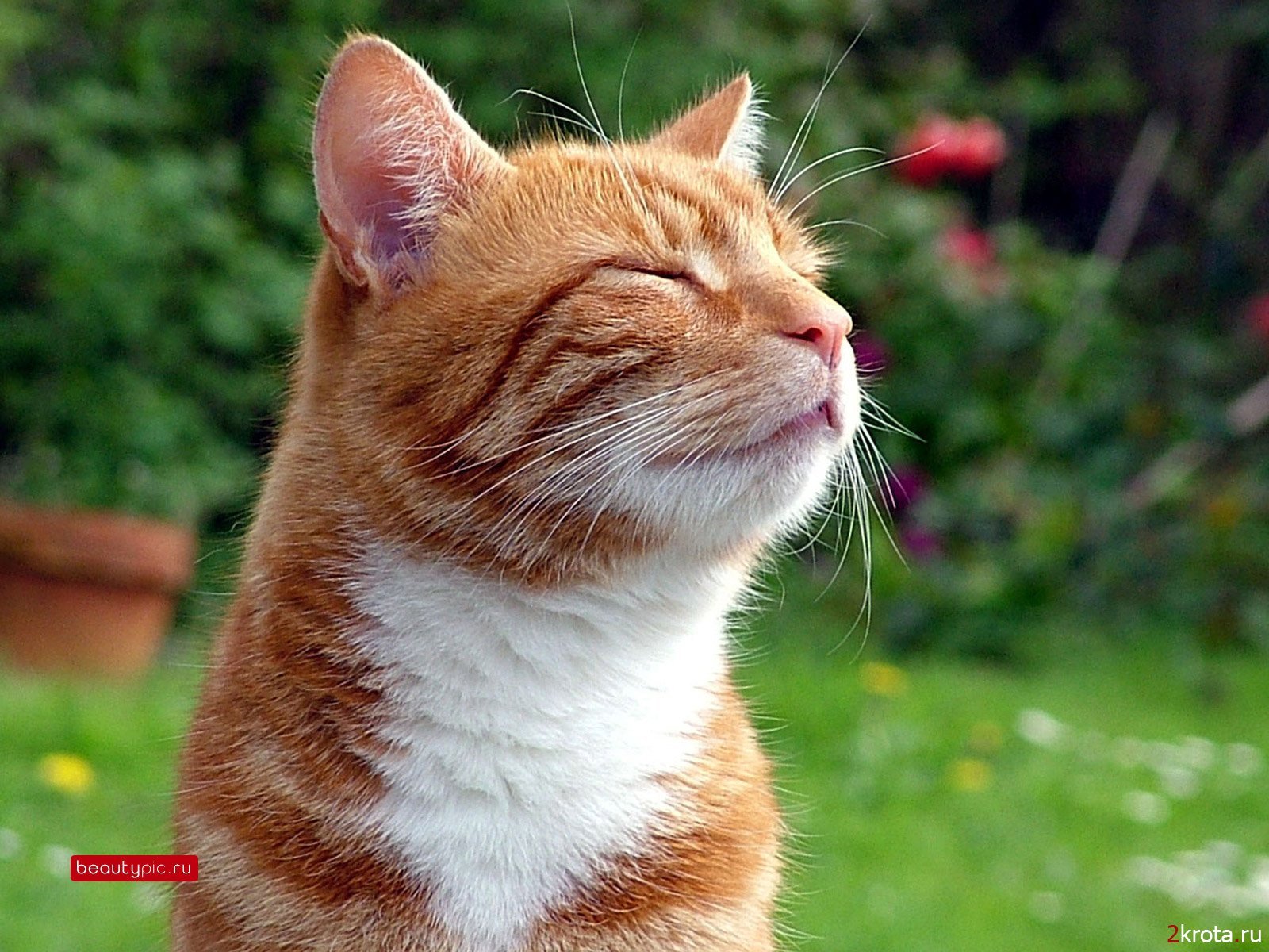 cat, Animal, Pet, Cats, Kitty, Cute, Sweet Wallpapers HD / Desktop and ...