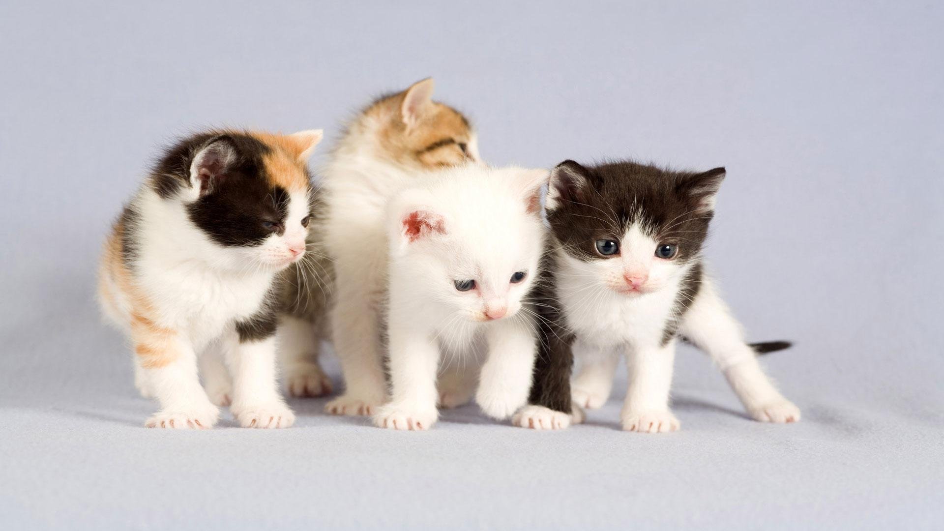 cat, Animal, Pet, Cats, Kitty, Cute, Sweet Wallpaper