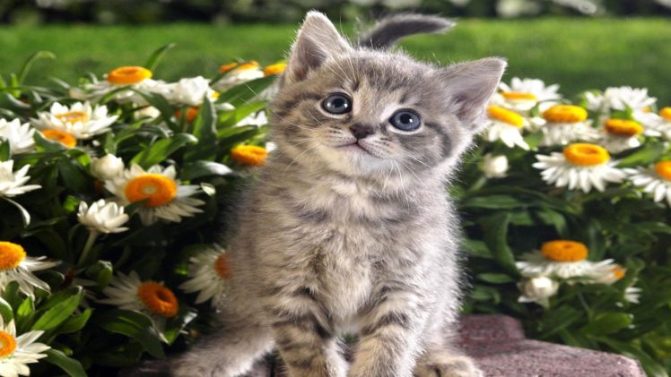 cat, Animal, Pet, Cats, Kitty, Cute, Sweet HD Wallpaper Desktop Background