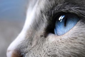 blue, Eyes, Cat