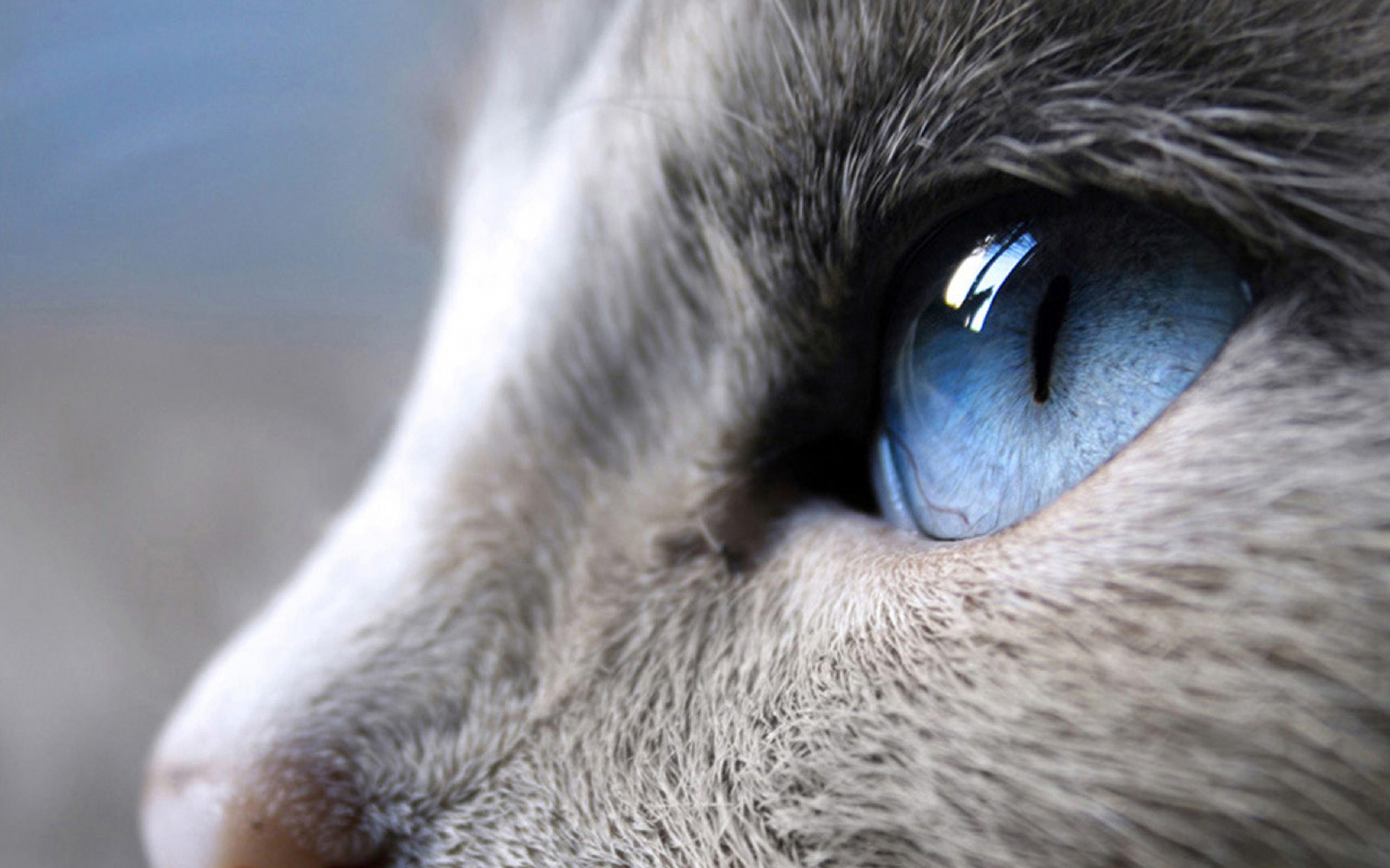 blue, Eyes, Cat Wallpaper