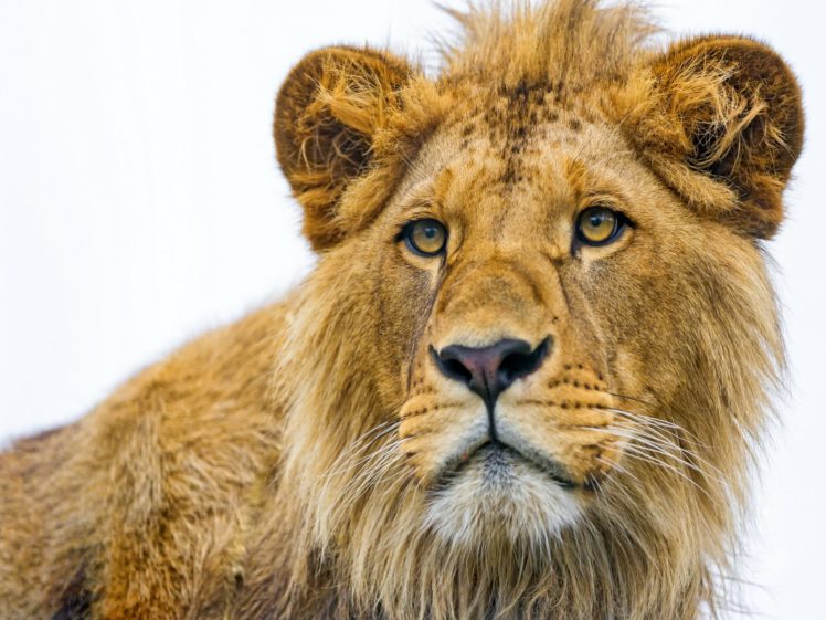lion, Eyes HD Wallpaper Desktop Background