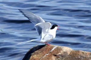 arctic tern, Arctic, Tern, Bird