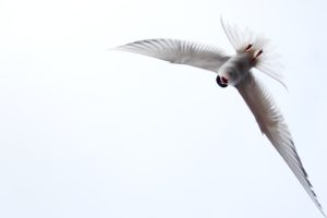 arctic tern, Arctic, Tern, Bird