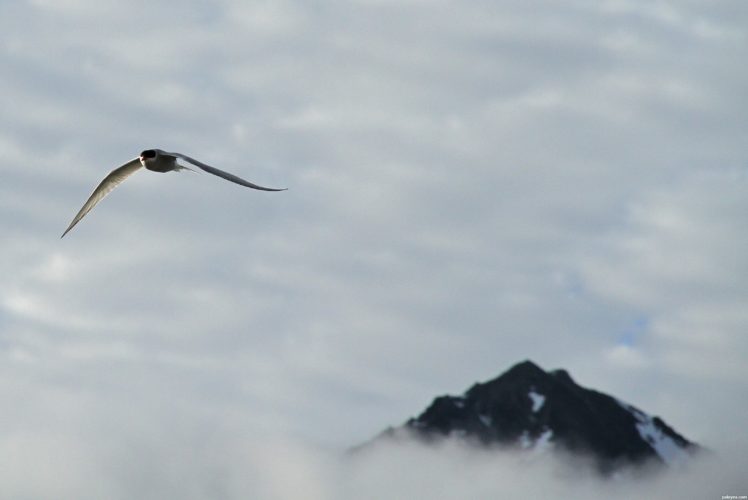 arctic tern, Arctic, Tern, Bird HD Wallpaper Desktop Background