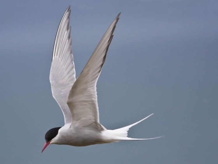 arctic tern, Arctic, Tern, Bird HD Wallpaper Desktop Background