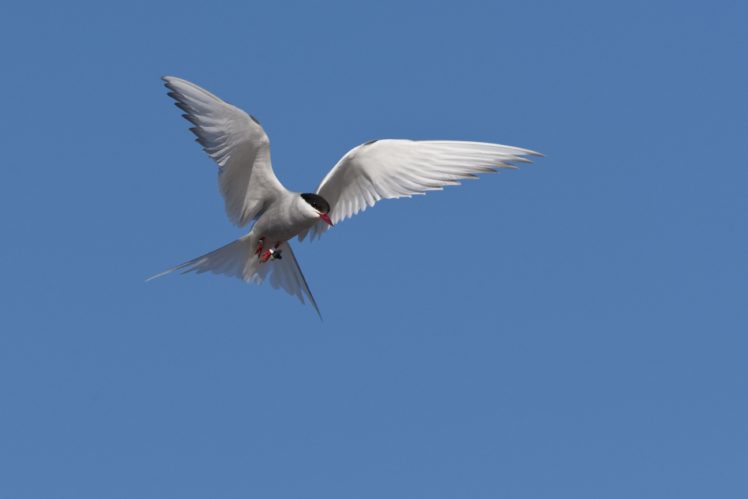 arctic tern, Arctic, Tern, Bird HD Wallpaper Desktop Background