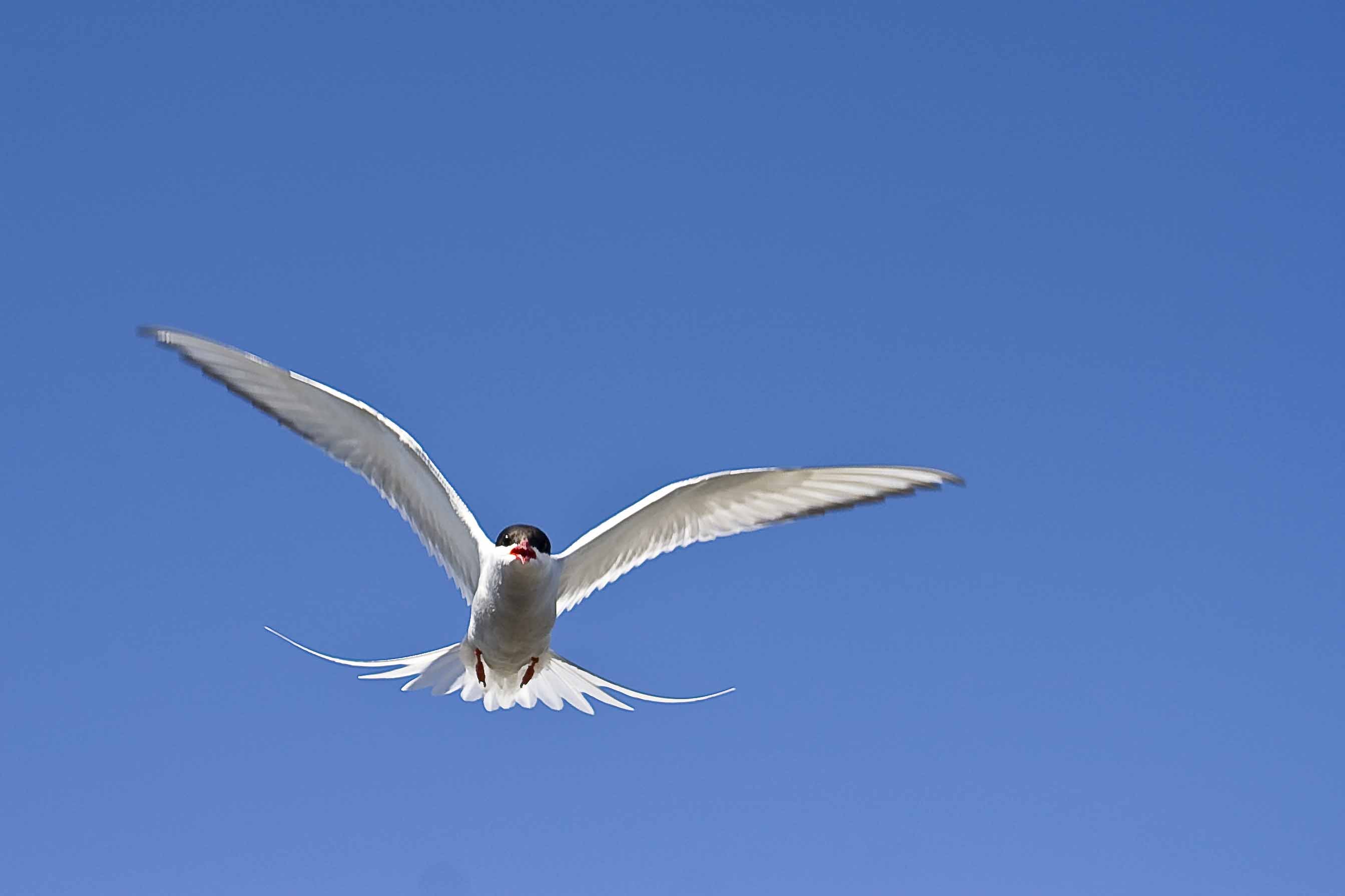 arctic tern, Arctic, Tern, Bird Wallpaper