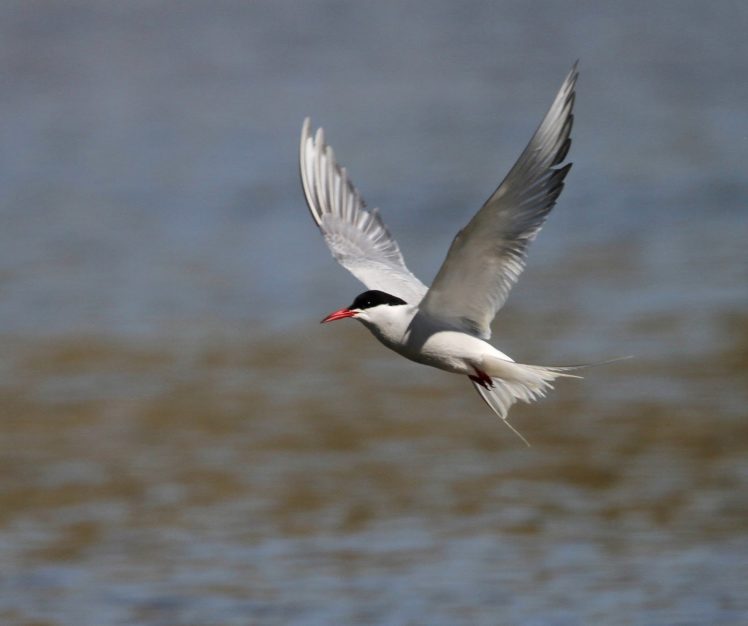 arctic tern, Arctic, Tern, Bird HD Wallpaper Desktop Background