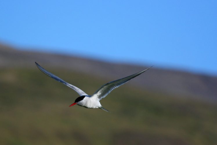 arctic tern, Arctic, Tern, Bird HD Wallpaper Desktop Background