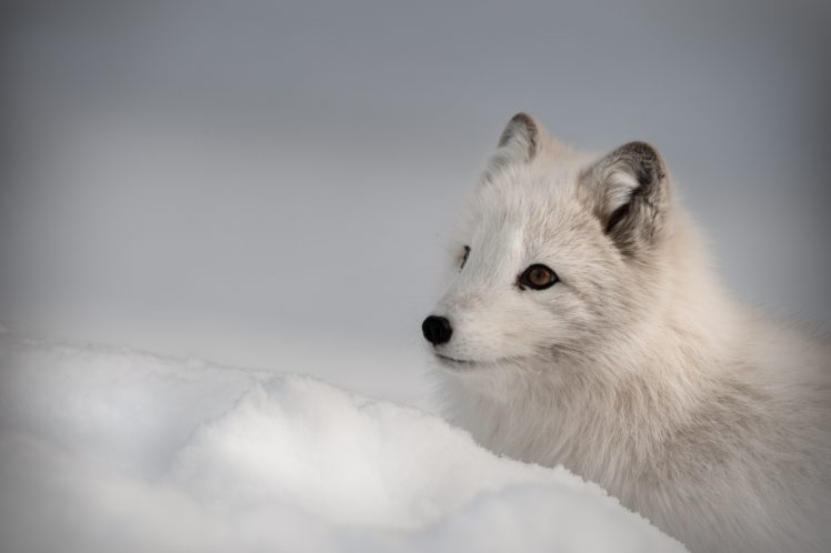arctic, Fox, Foxes HD Wallpaper Desktop Background