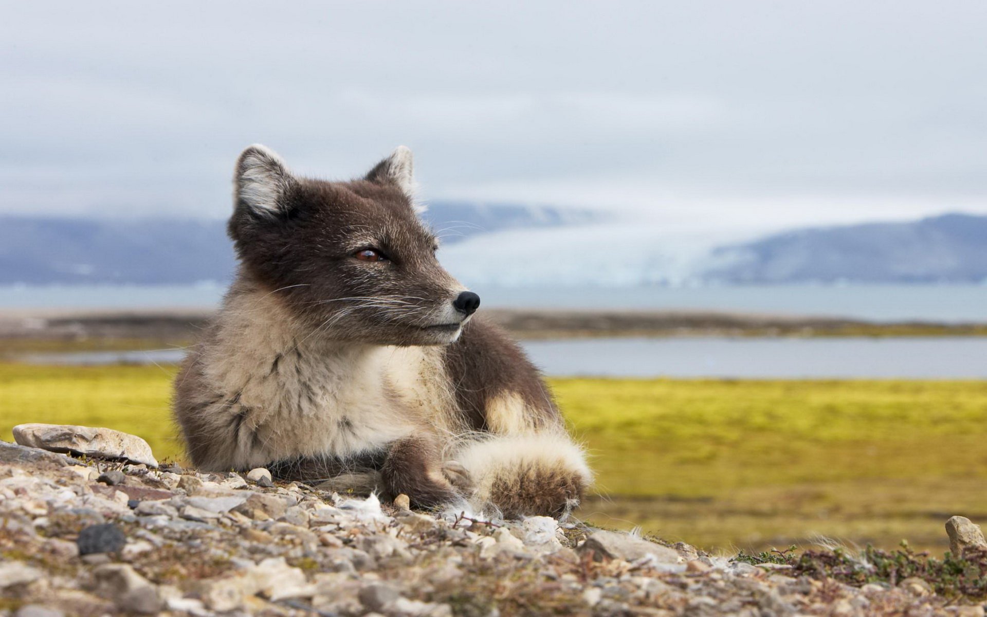 arctic, Fox, Foxes Wallpaper