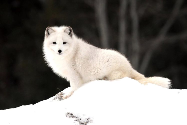 arctic, Fox, Foxes HD Wallpaper Desktop Background