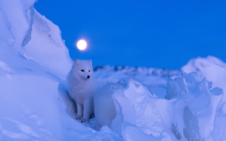 arctic, Fox, Foxes HD Wallpaper Desktop Background