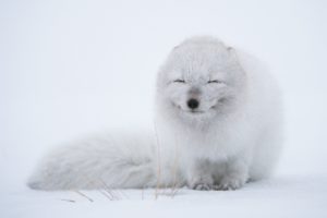 arctic, Fox, Foxes