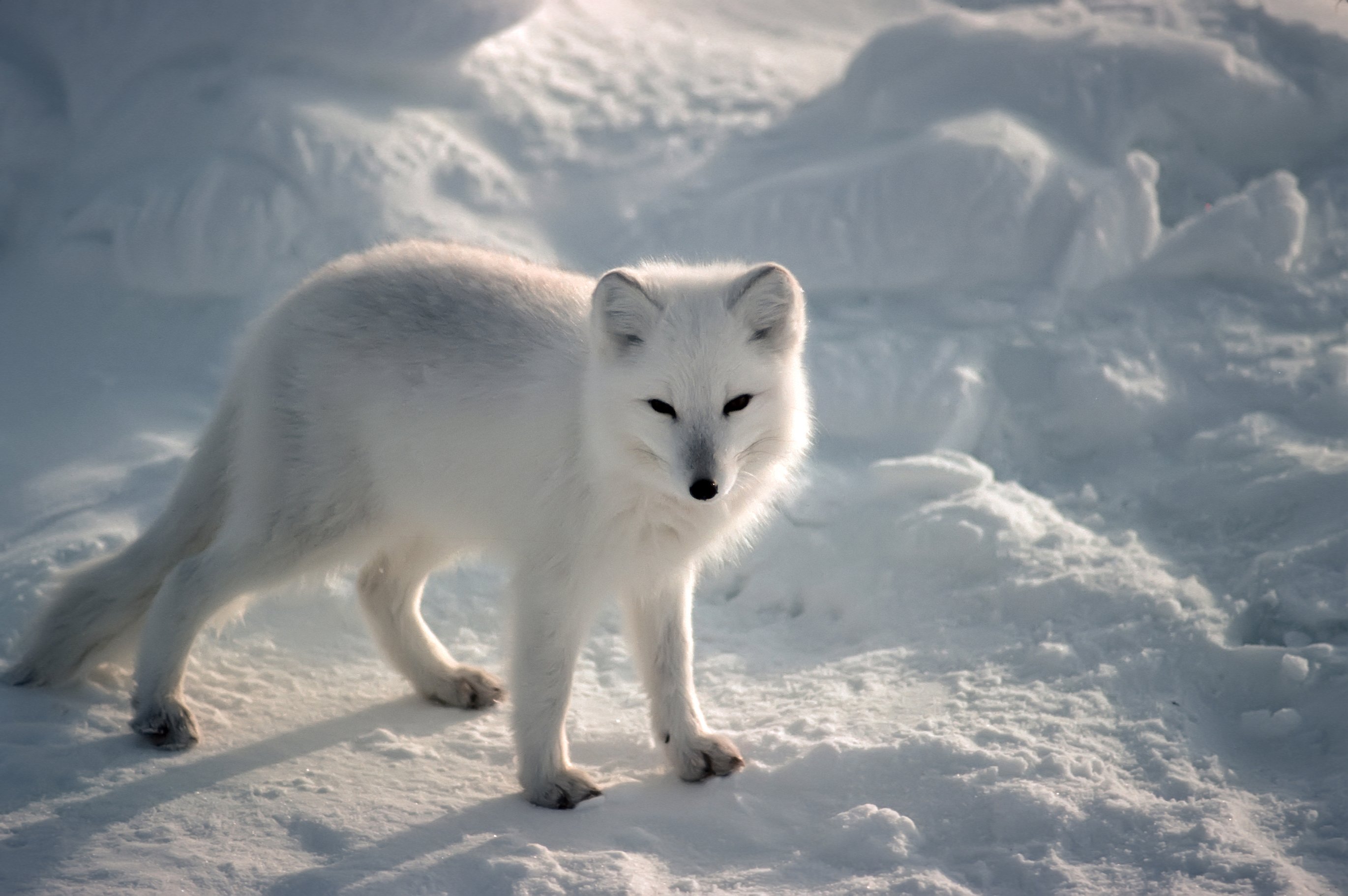 arctic, Fox, Foxes Wallpaper