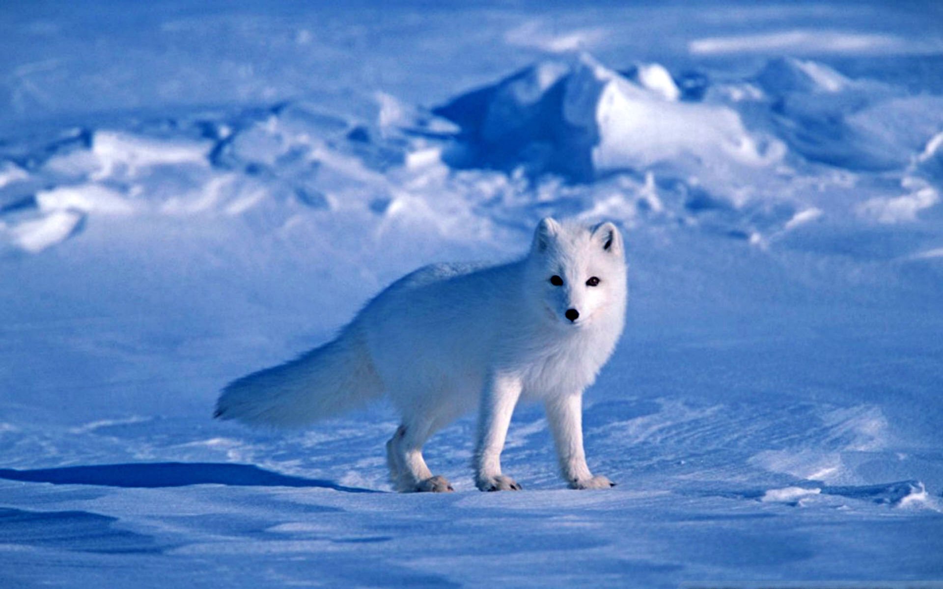 arctic, Fox, Foxes Wallpapers HD / Desktop and Mobile ...