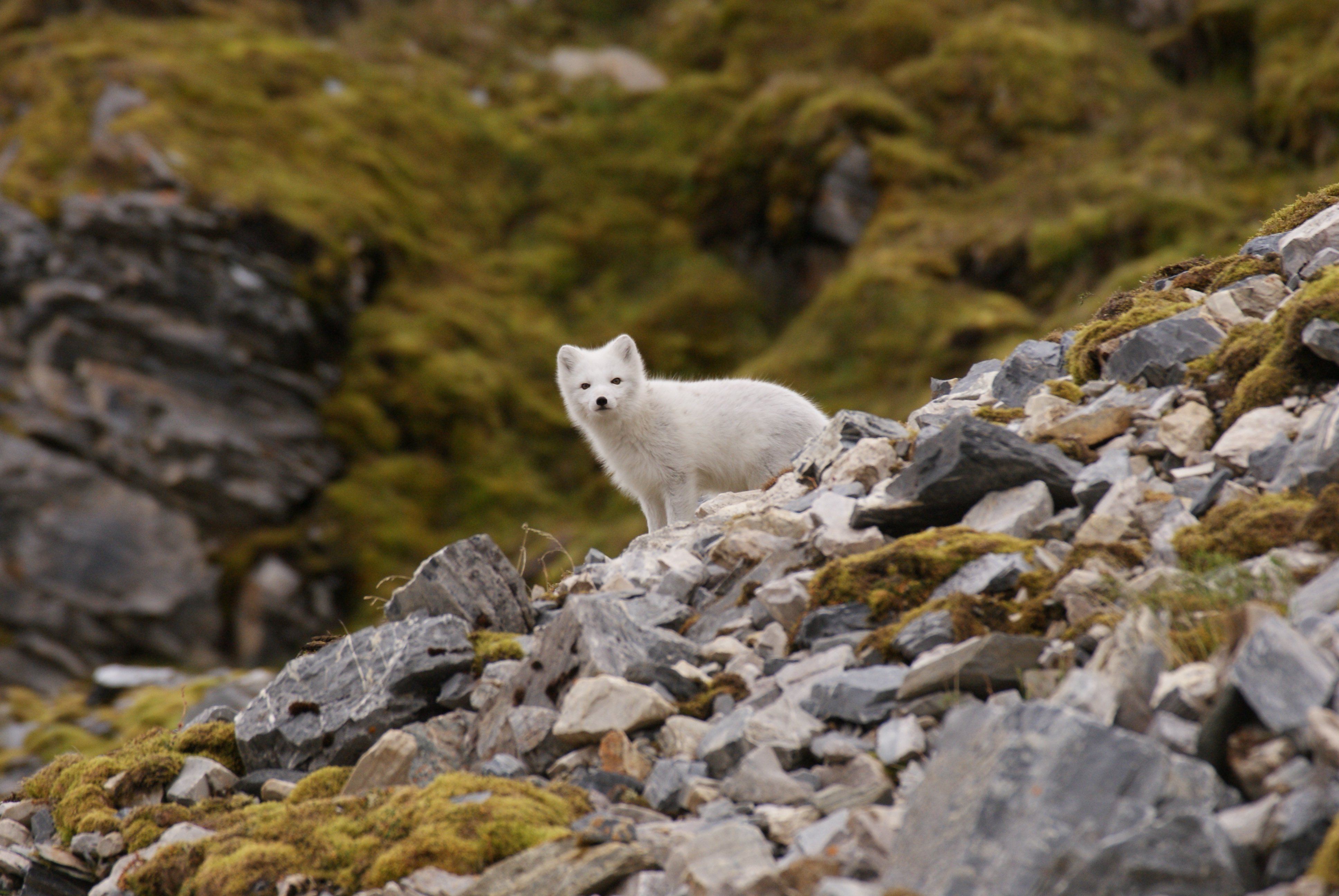 arctic, Fox, Foxes Wallpaper