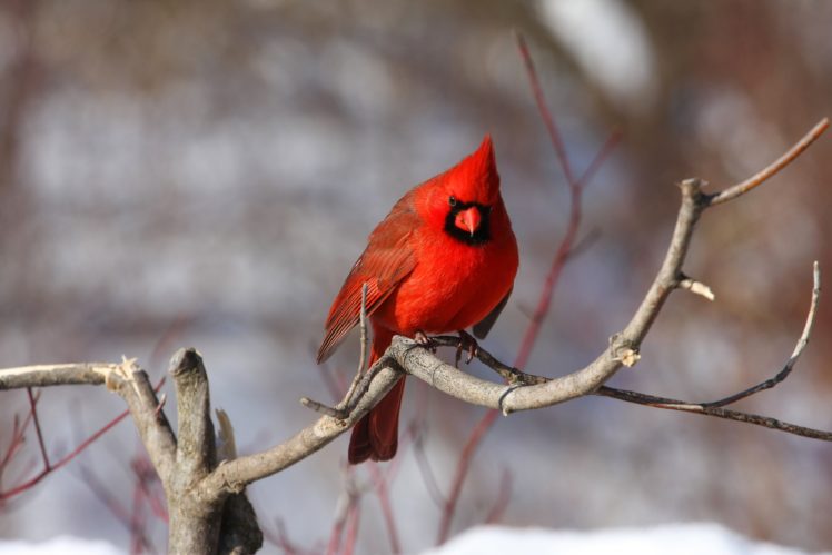 cardinal, Bird, Red, Winter HD Wallpaper Desktop Background