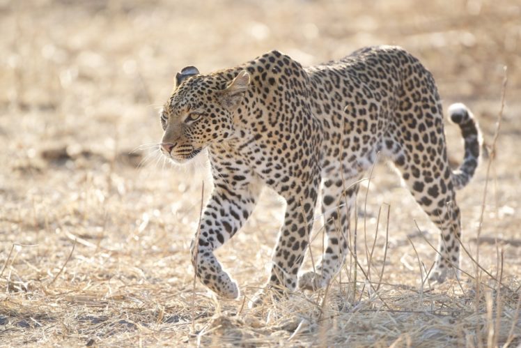 leopard, Wild, Cat, Predator HD Wallpaper Desktop Background