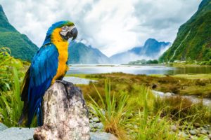 macaw, Parrot, Landscape, Tropical, Lake, River