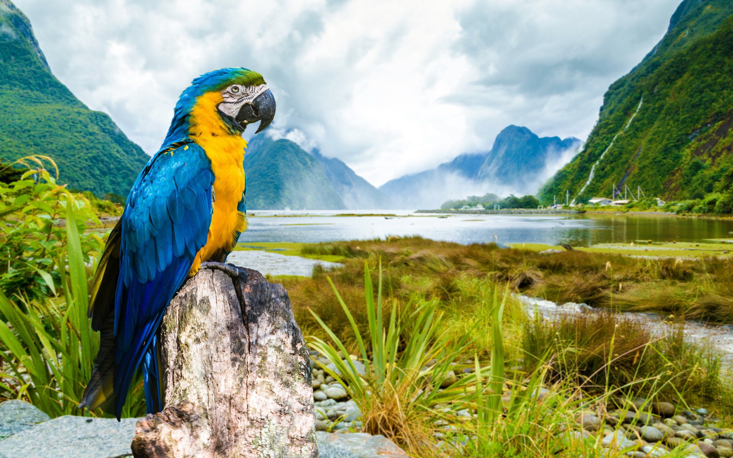 macaw, Parrot, Landscape, Tropical, Lake, River Wallpaper