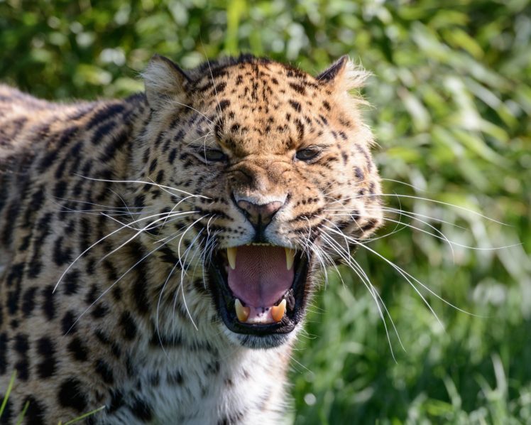 leopard, Wild, Cat, Predator, Face, Mouth, Teeth, Teeth, Rage HD Wallpaper Desktop Background
