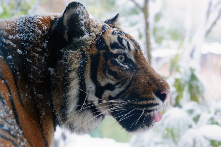 tiger, Wild, Cat, Predator, Face, Profile, Winter HD Wallpaper Desktop Background