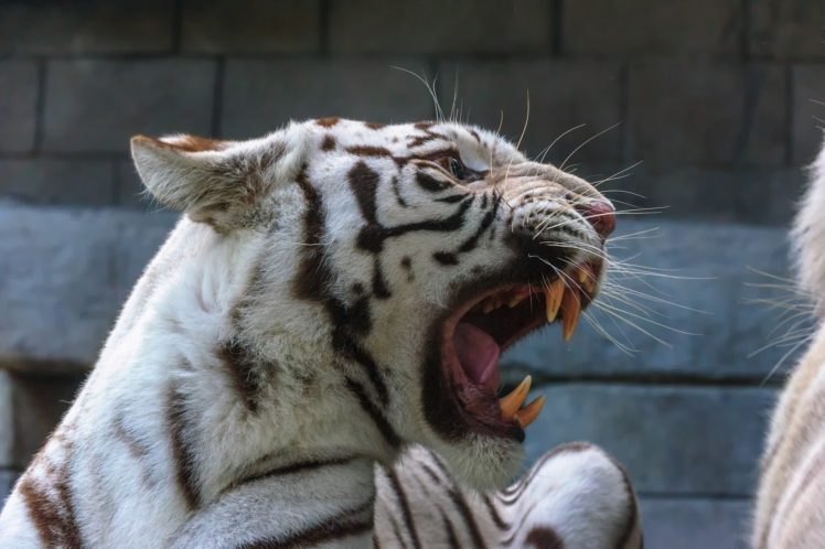 white, Tiger, Tiger, Wild, Cat, Predator, Face, Mouth, Teeth, Teeth, Roar, Rage, Anger, Threat, Quarrel HD Wallpaper Desktop Background