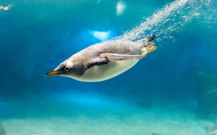 beak, Penguin, Bird, Water, Bubbles, Underwater HD Wallpaper Desktop Background