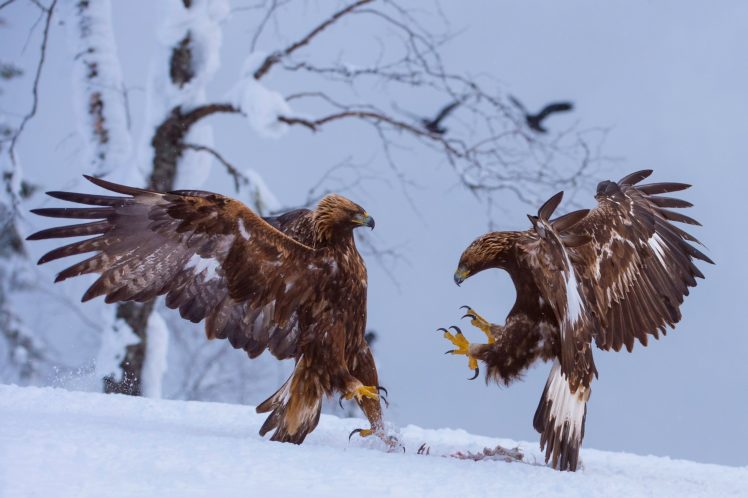 birds, Snow, Eagle, Winter HD Wallpaper Desktop Background