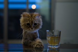 cat, Glass, Sight, Alcohol, Drink, Funny, Humor