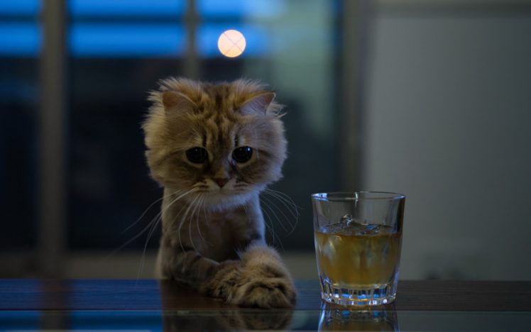 cat, Glass, Sight, Alcohol, Drink, Funny, Humor HD Wallpaper Desktop Background