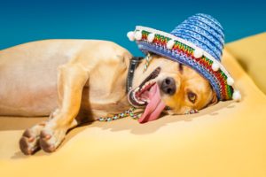 collar, Dog, Sombrero, Hat, Humor, Funny