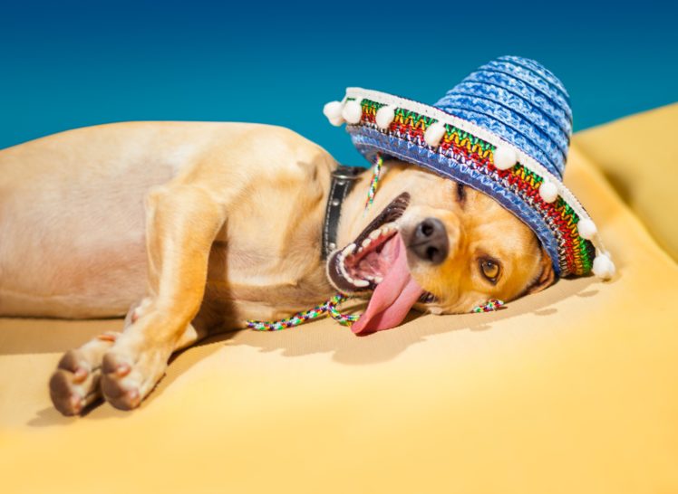 collar, Dog, Sombrero, Hat, Humor, Funny HD Wallpaper Desktop Background