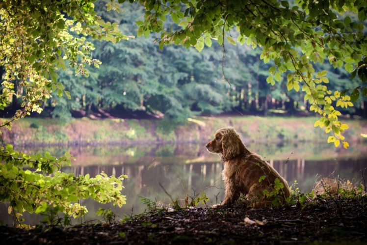 leaves, Twigs, Dog, Nature, Lake, River HD Wallpaper Desktop Background