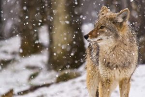 snow, Coyote, Winter, Flakes