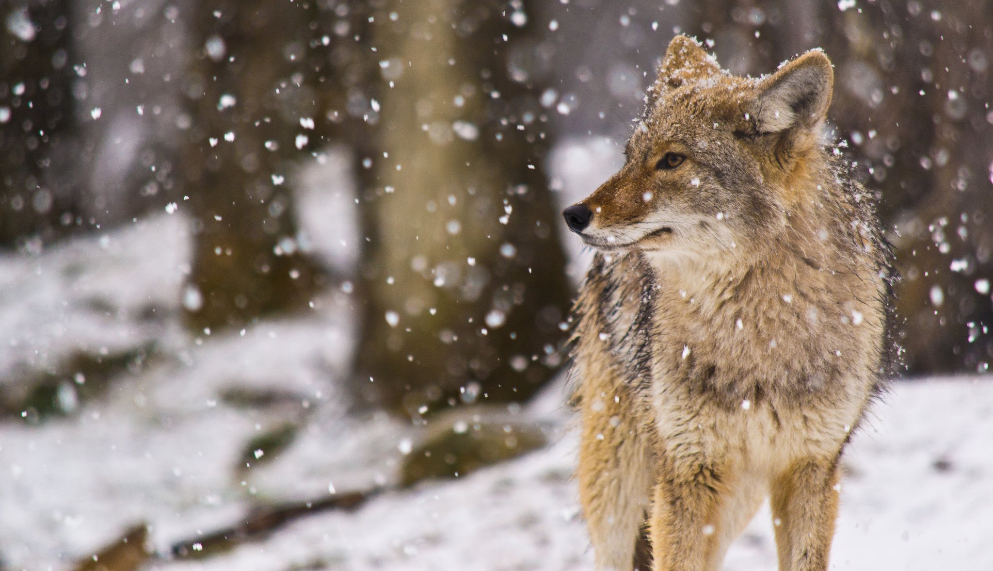 snow, Coyote, Winter, Flakes Wallpaper