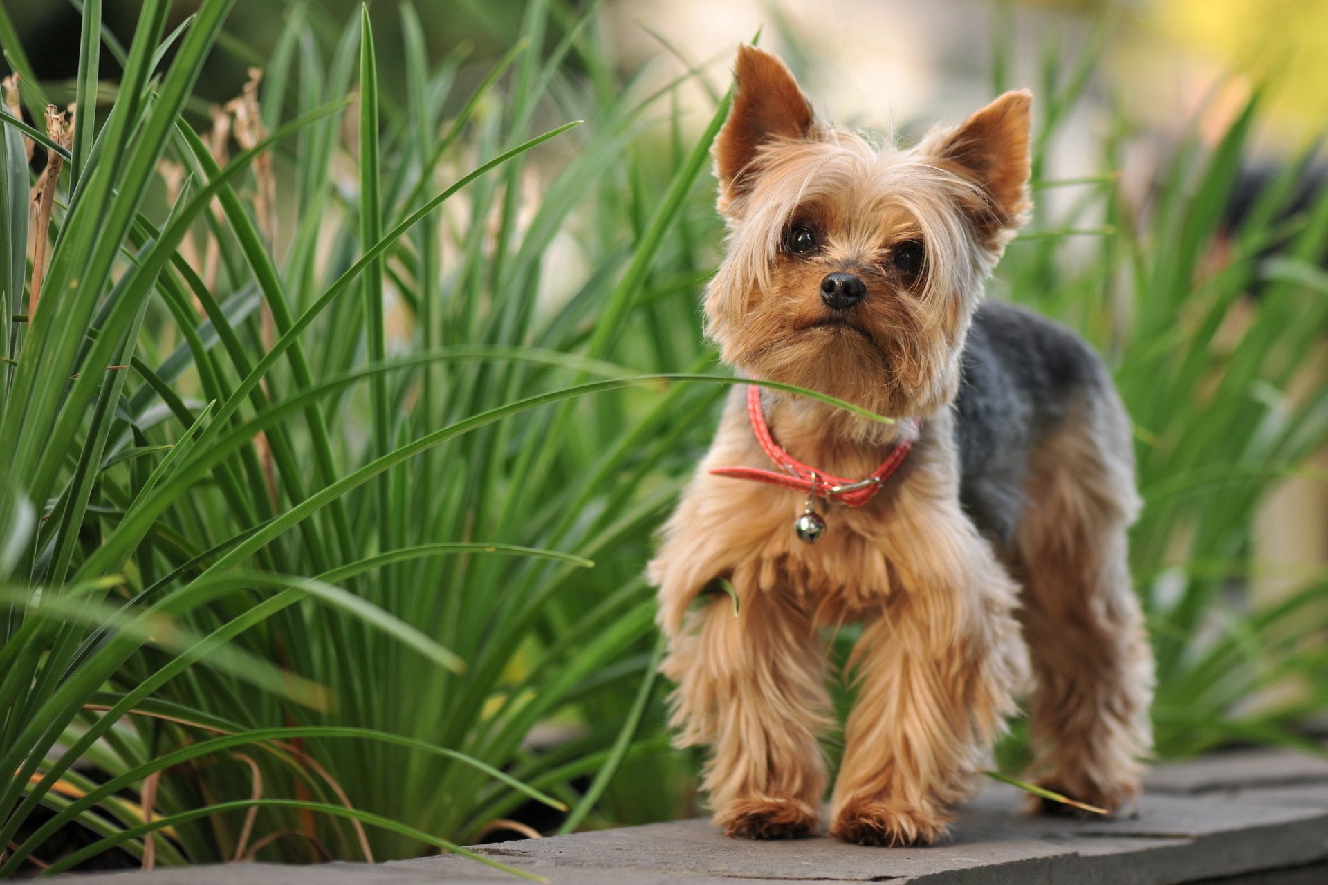 yorkshire, Terrier Wallpaper