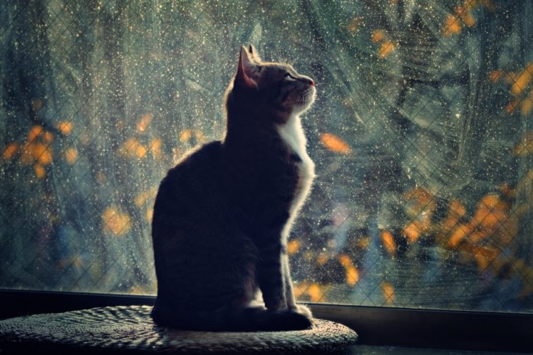 window, Night, Profile, Cat, Light, Mood, Glass HD Wallpaper Desktop Background